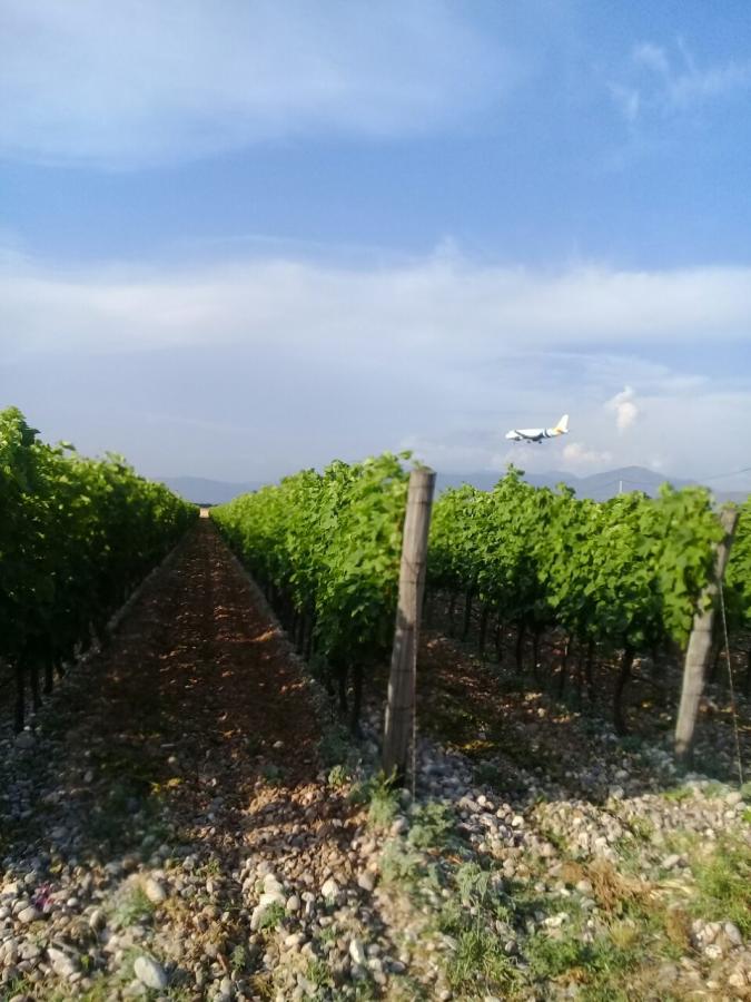 Plot with vineyards in Podgorica for sale 2