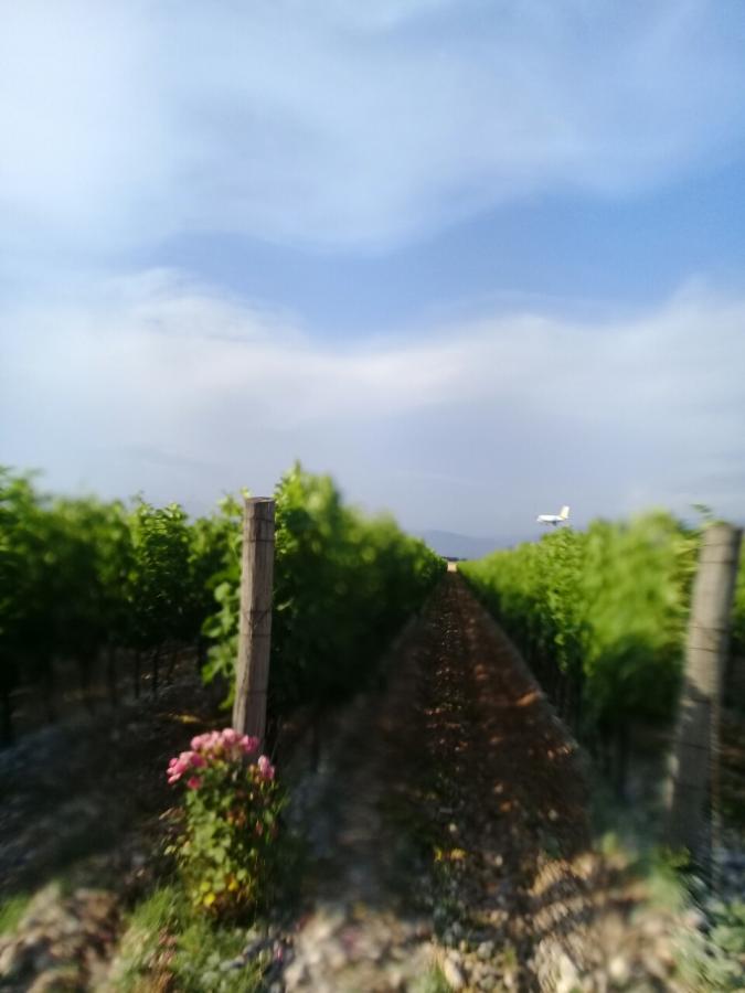 Plot with vineyards in Podgorica for sale 3