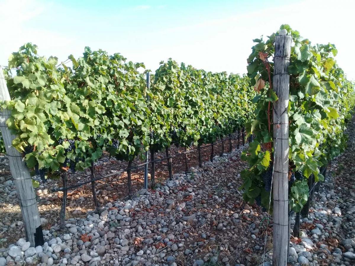 Plot with vineyards in Podgorica for sale 4