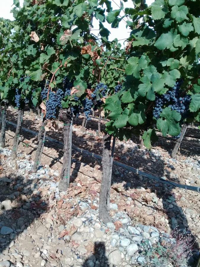 Plot with vineyards in Podgorica for sale 5