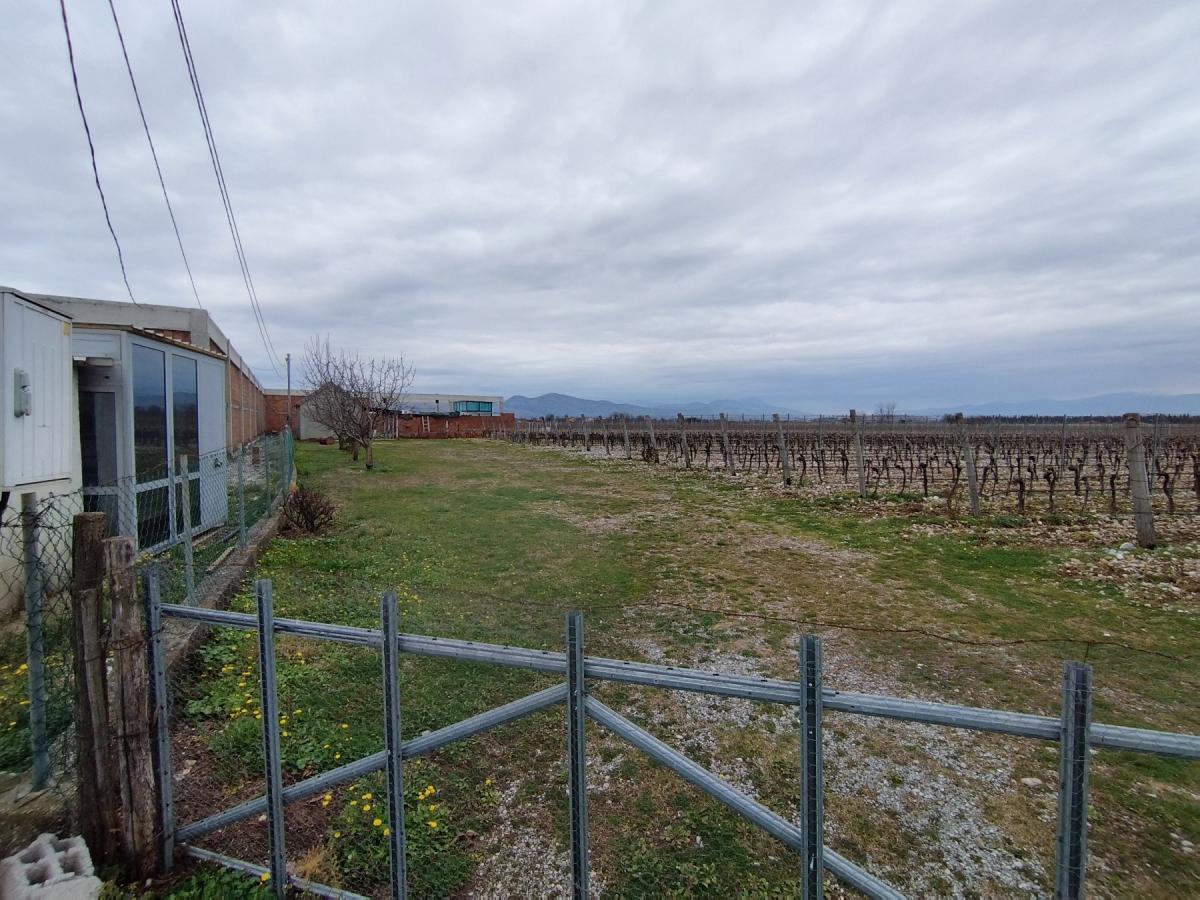 Plot with vineyards in Podgorica for sale 6