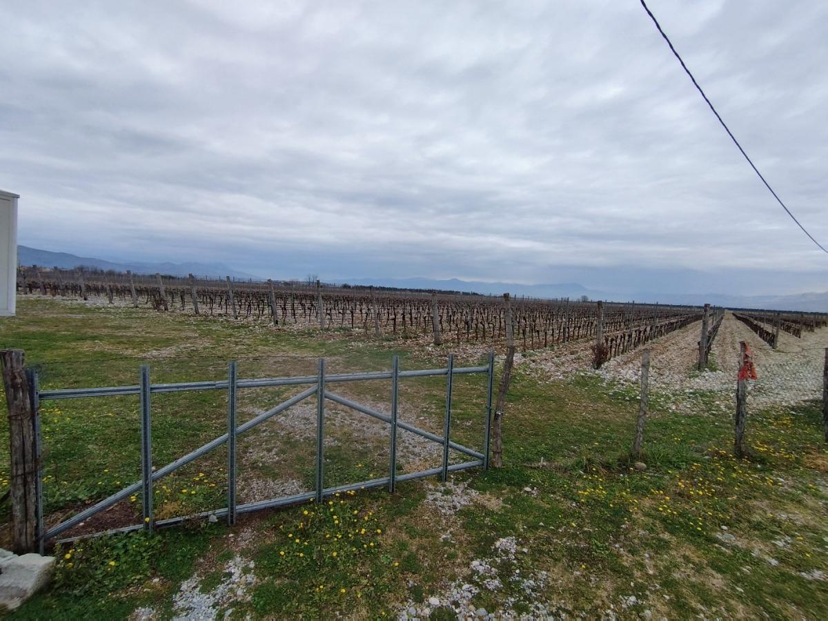 Plot with vineyards in Podgorica for sale 7