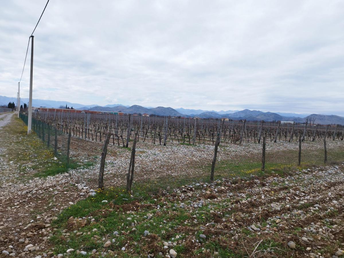 Plot with vineyards in Podgorica for sale 8