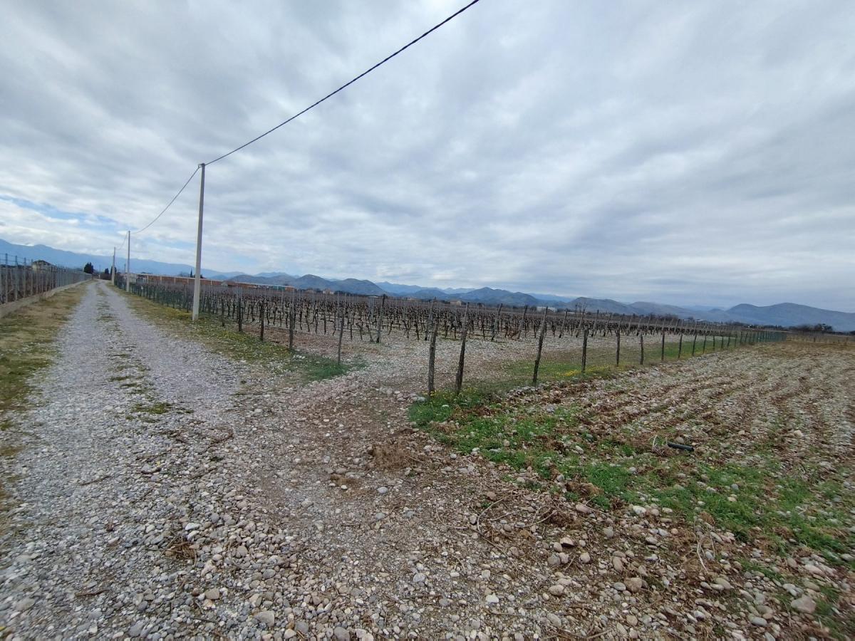 Plot with vineyards in Podgorica for sale 9