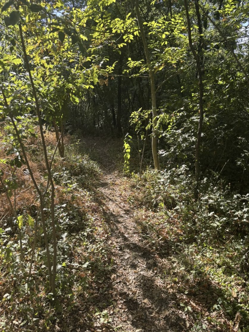 Kuća sa 10.000 m2 zemljišta, voćnjakom i šumom – Danilovgrad — 13