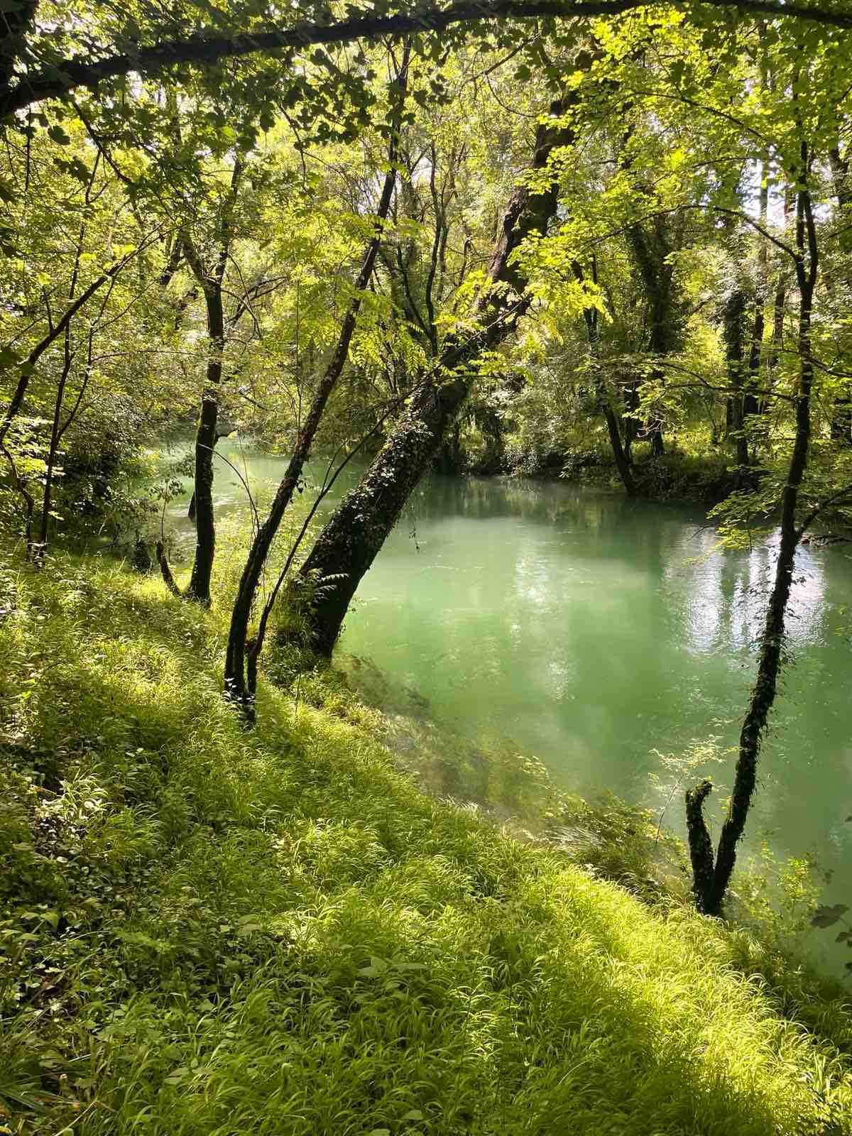 Kuća sa 10.000 m2 zemljišta, voćnjakom i šumom – Danilovgrad — 3
