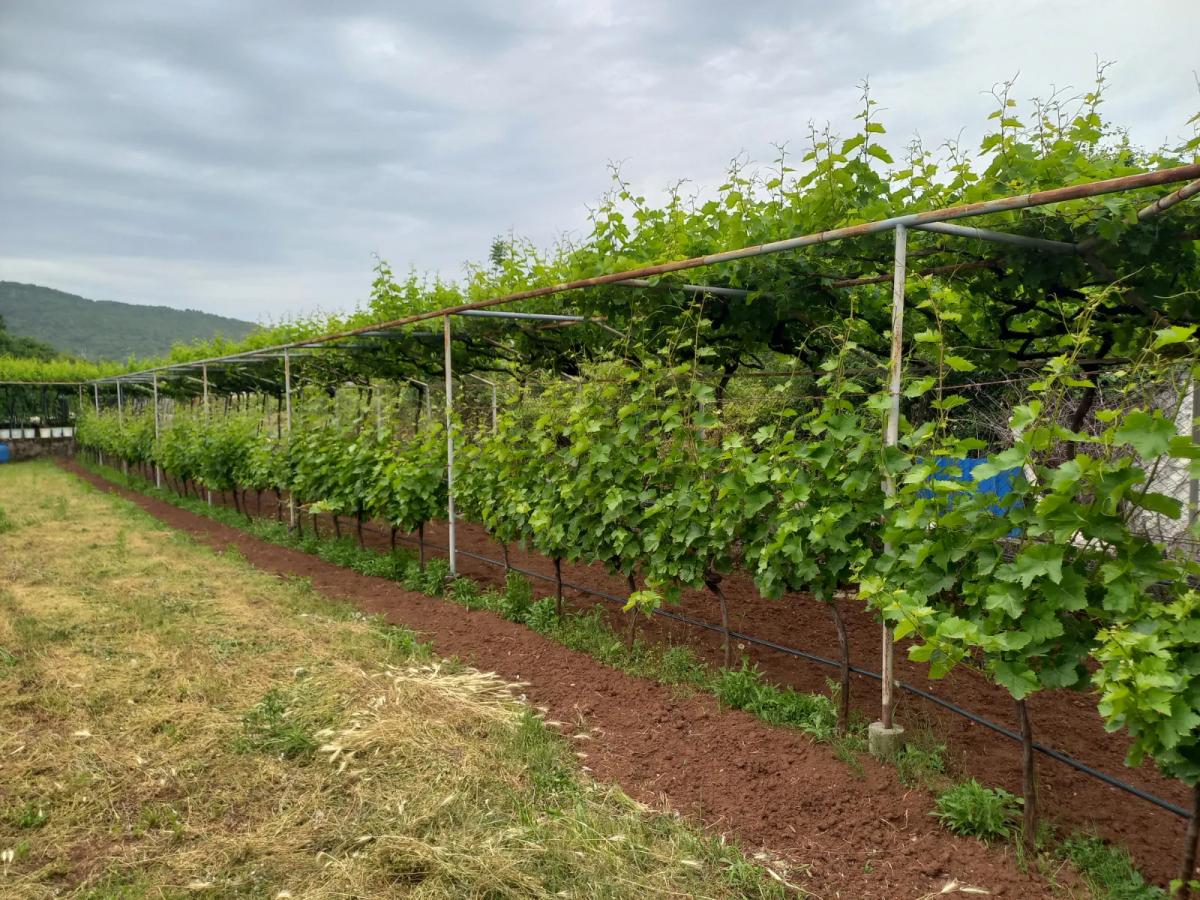 For sale house with big plot of 2587m2, Danilovgrad 3