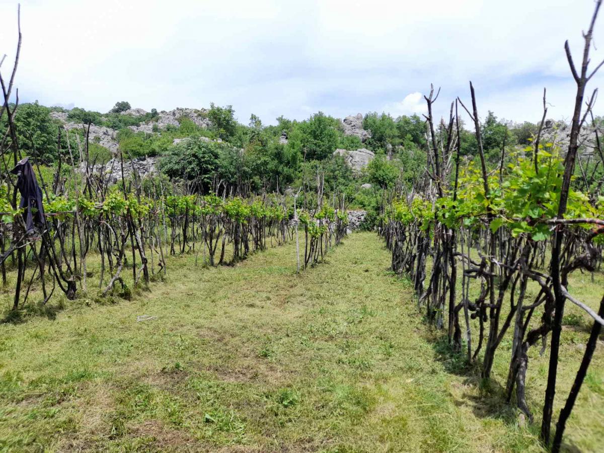 Nekretnina na Cetinju, 350m² 5