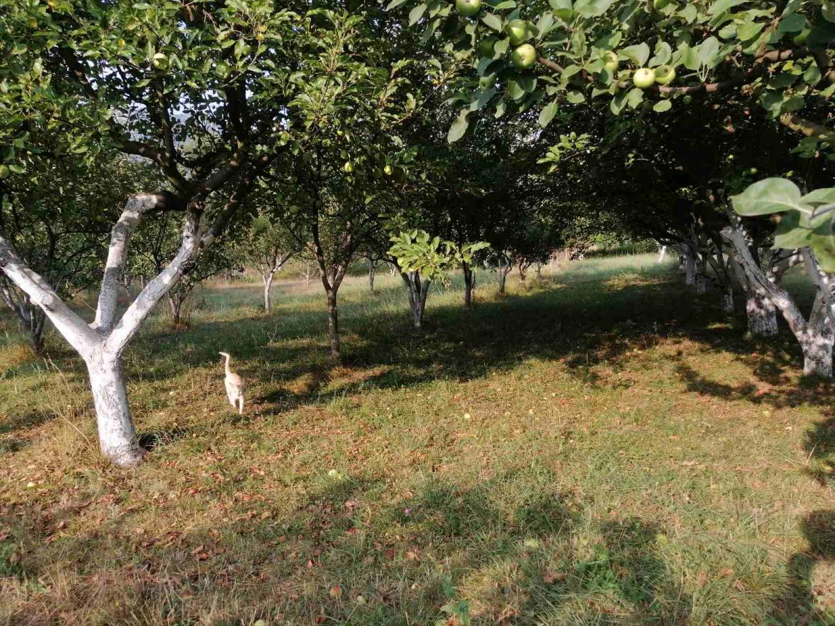 Plac u Podgorici, 0m² 5
