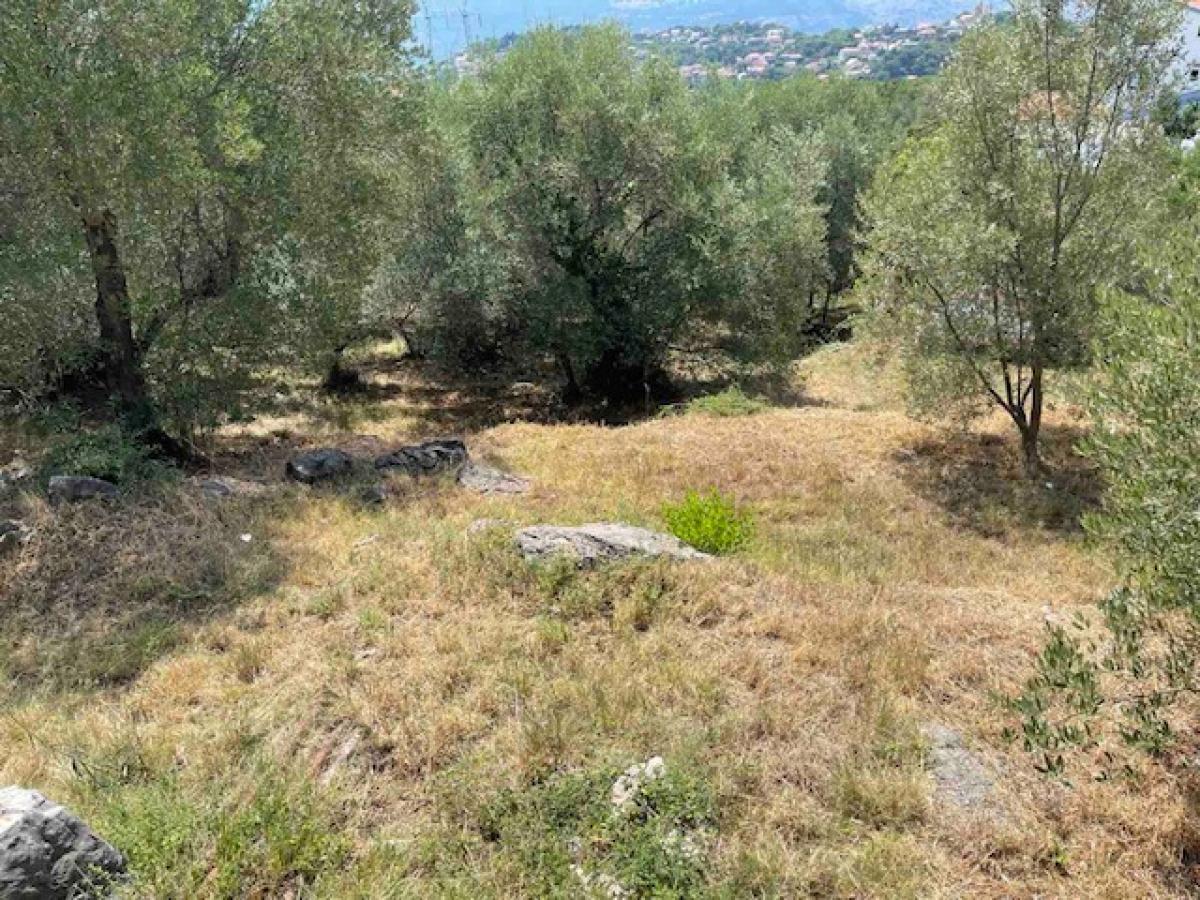 Urbanized plot with olive grove in Herceg Novi