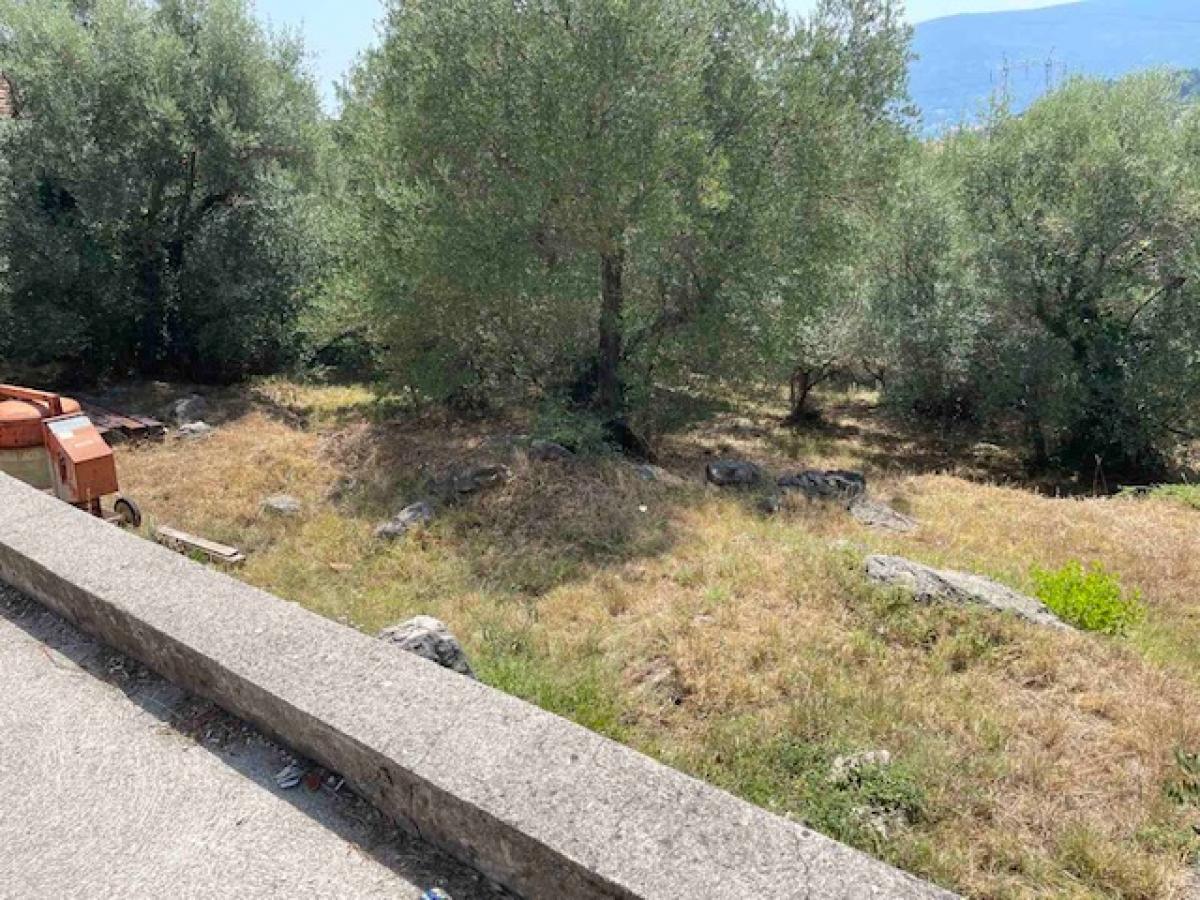 Urbanized plot with olive grove in Herceg Novi 2